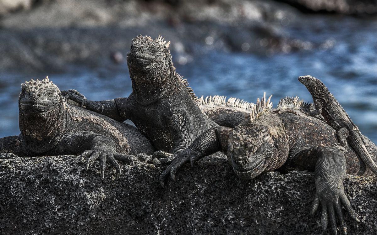 Fernandina Island Iguanas