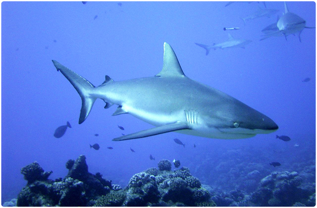 Shark | Galapagos Island