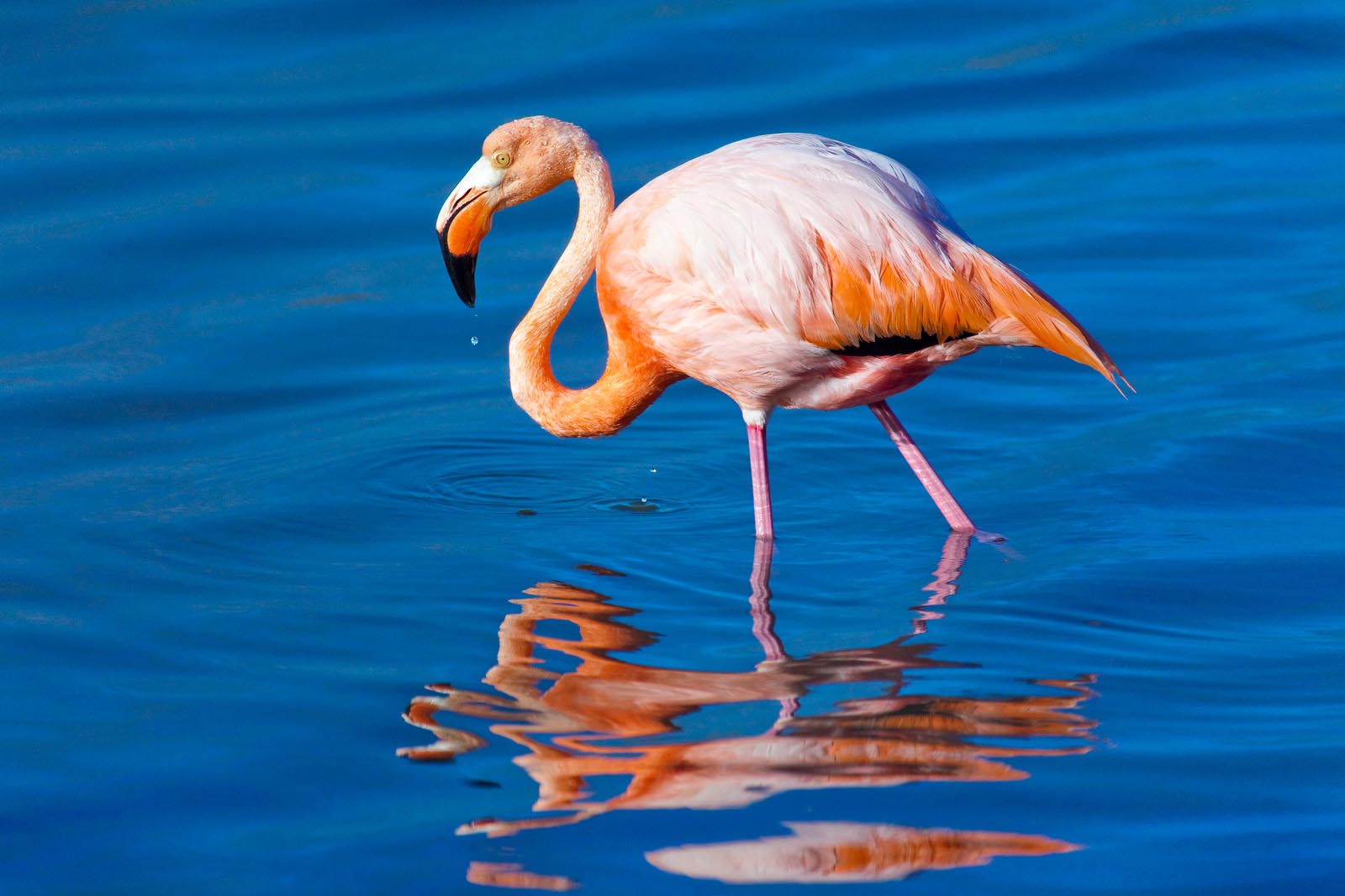 Flamingo | Floreana Island | Galapagos