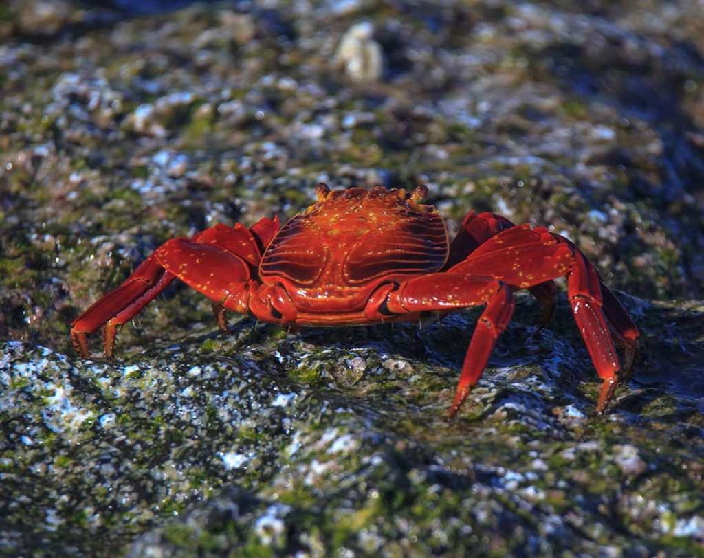 Caranguejo-lava-vermelho | Ilha Mosquera | Ilhas Galápagos