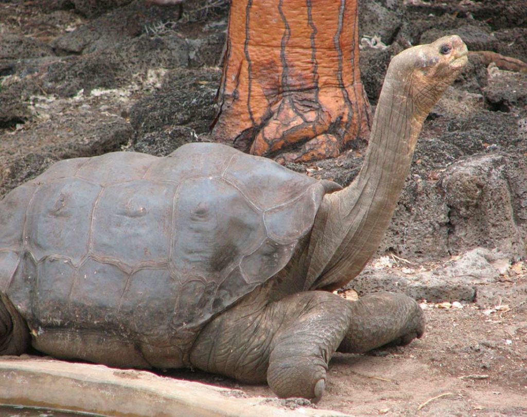 Tartaruga gigante | Ilha Pinta | Ilhas Galápagos