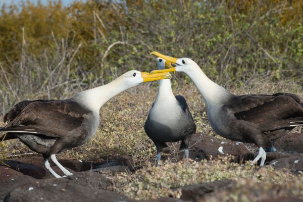 Galapagos Albatros