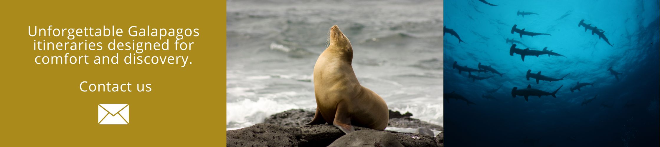 Explore the Enchanted Galapagos in comfort and style
