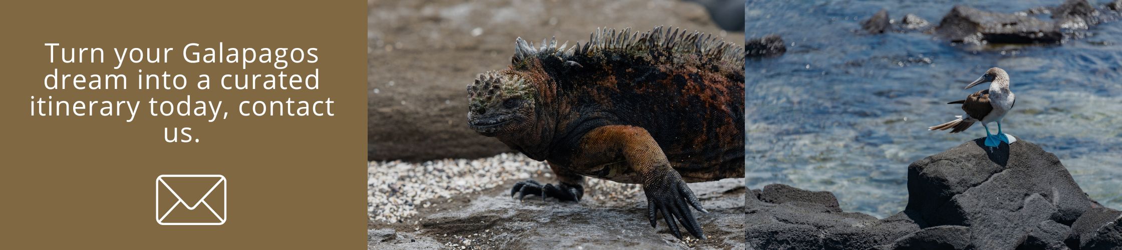 Come and visit Galapagos with us!