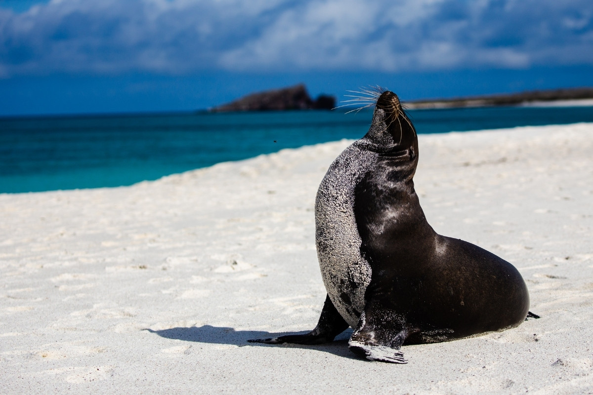 Galapagos | Fauna | Boutique Yacht | Monique Catamaran