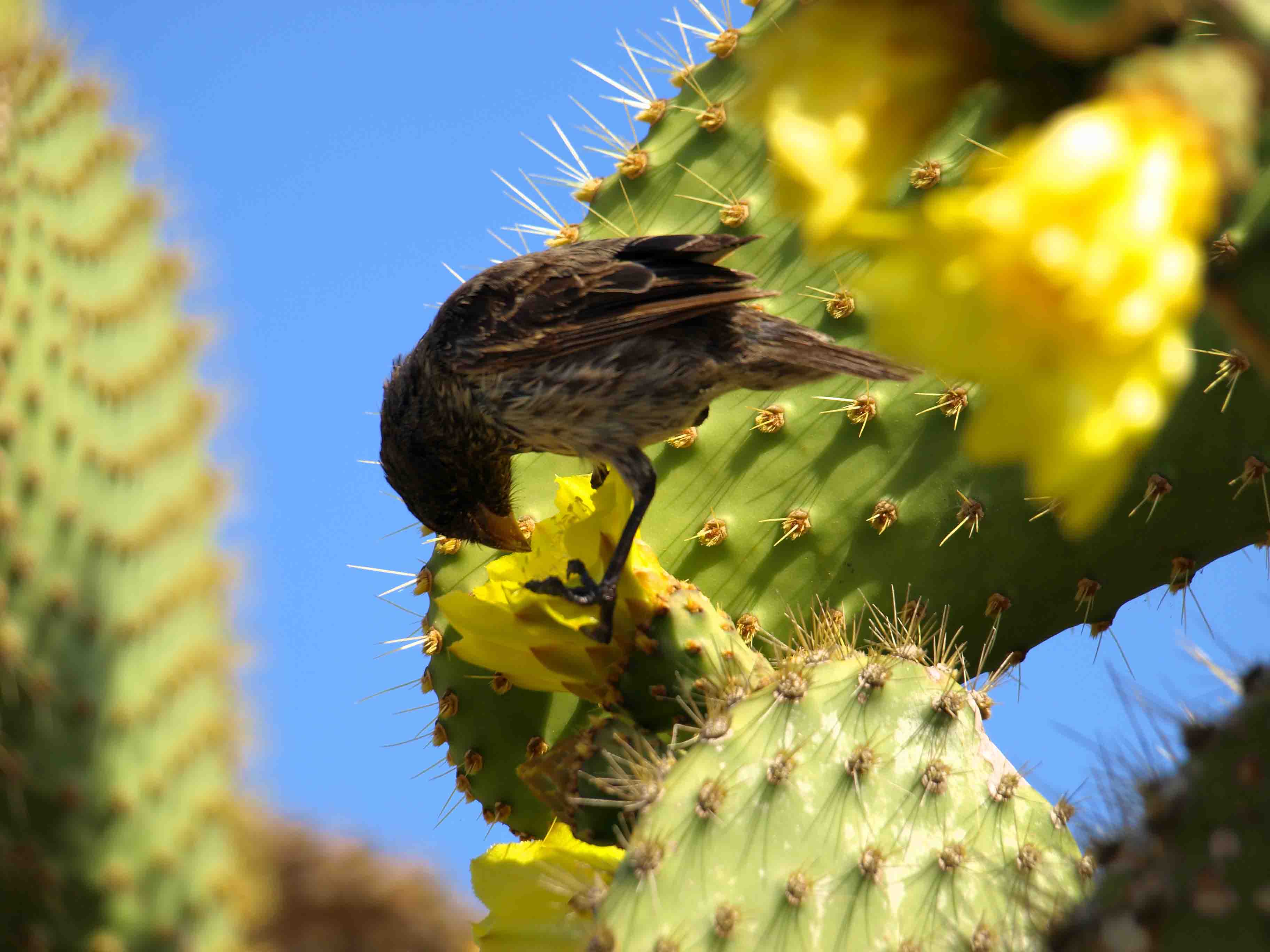 Tentilhão das Galápagos | Ilhas Galápagos