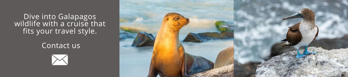 Dive into Galapagos wildlife with a cruise that fits your travel style