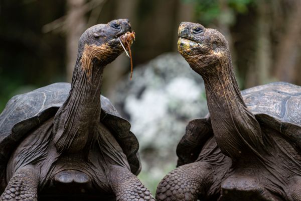 Galapagos Giant Tortoise