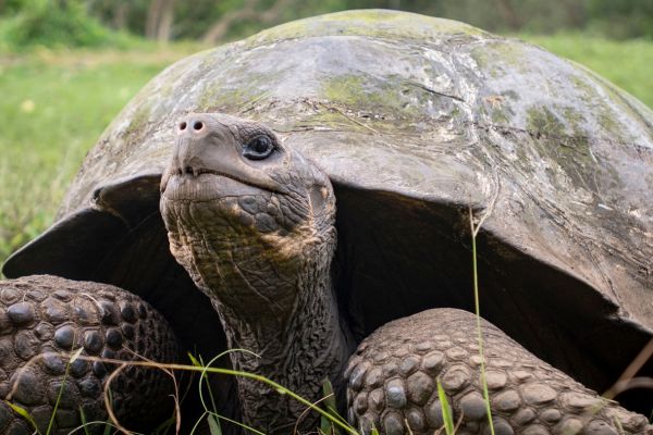 Galapagos Giant Tortoise