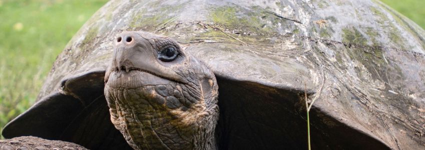 Galapagos Giant Tortoise