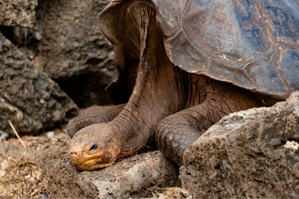 Galapagos Giant Tortoise Resting on the Rocks
