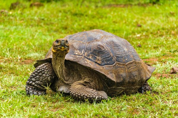 Galapagos Giant Turtle