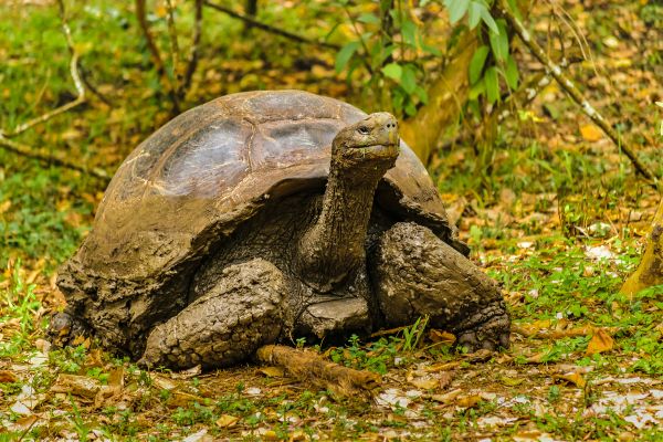 Galapagos Giant Turtle