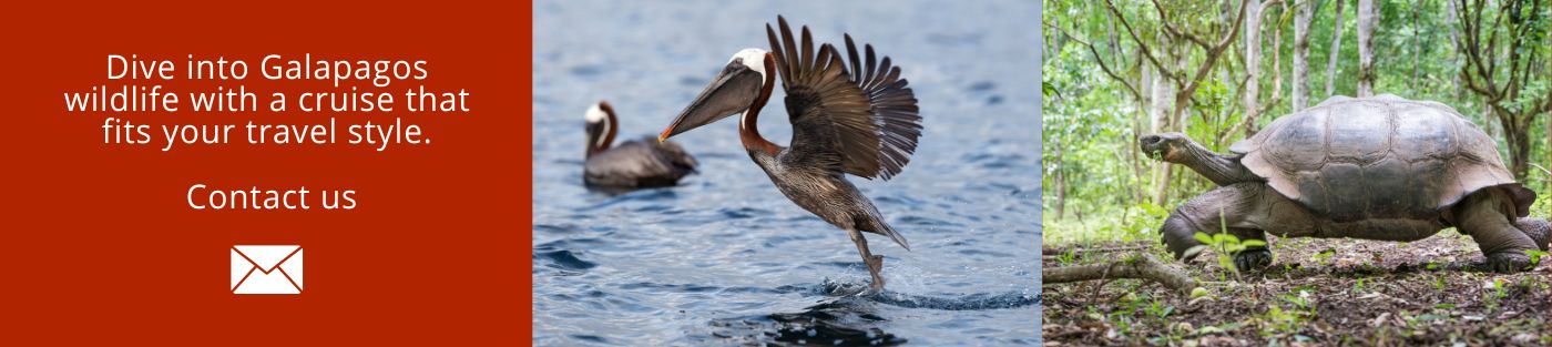 Dive into Galapagos wildlife with a cruise that fits your travel style