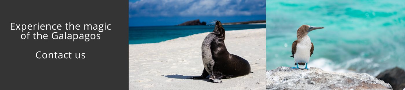 Visit Galapagos WIth Us