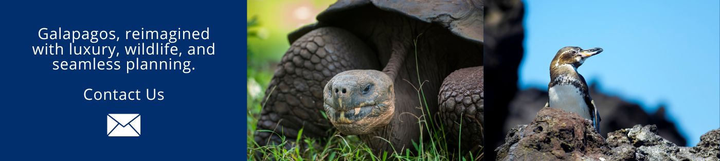 Galapagos, reimagined with luxury, wildlife, and seamless planning
