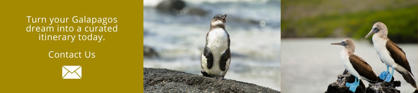 Turn your Galapagos dream into a curated itinerary today