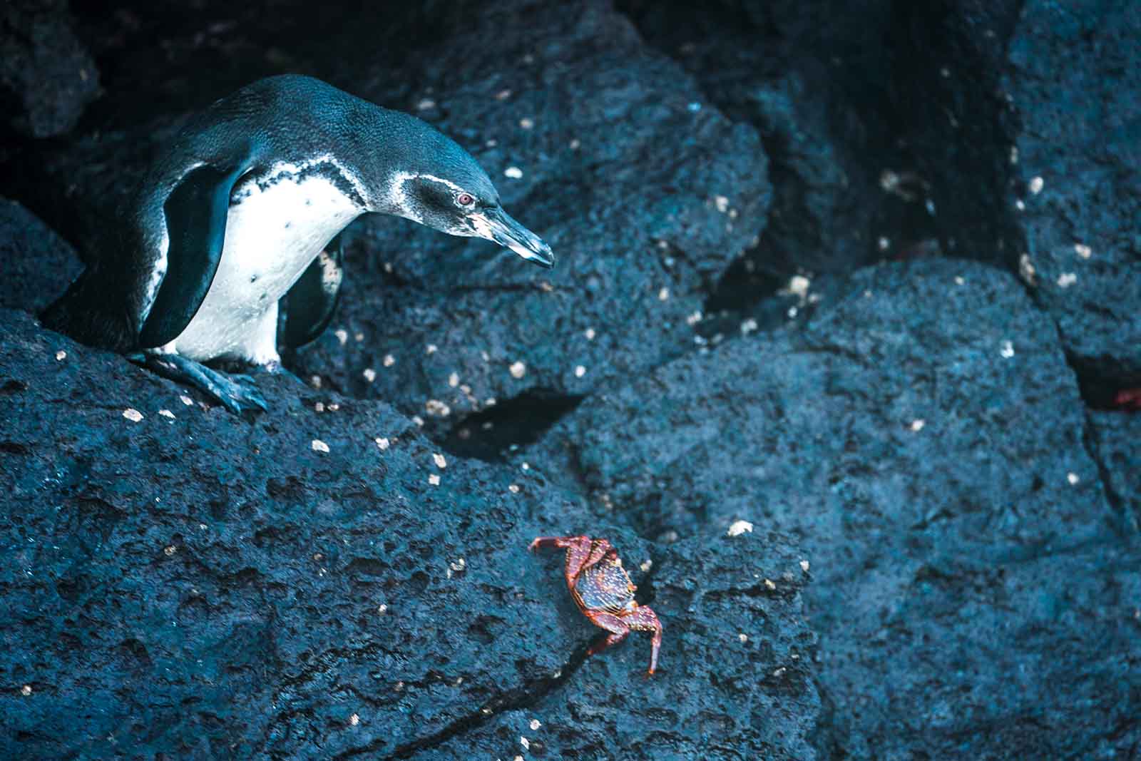 Galapagos Penguin & Crab