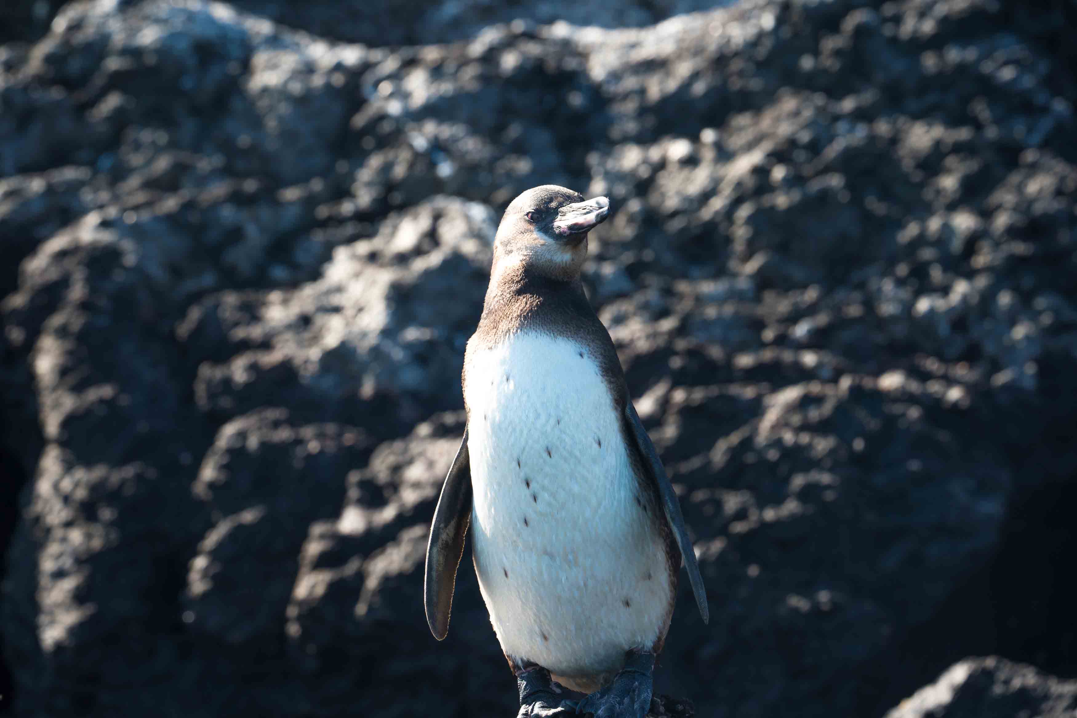 Pinguim das Galápagos