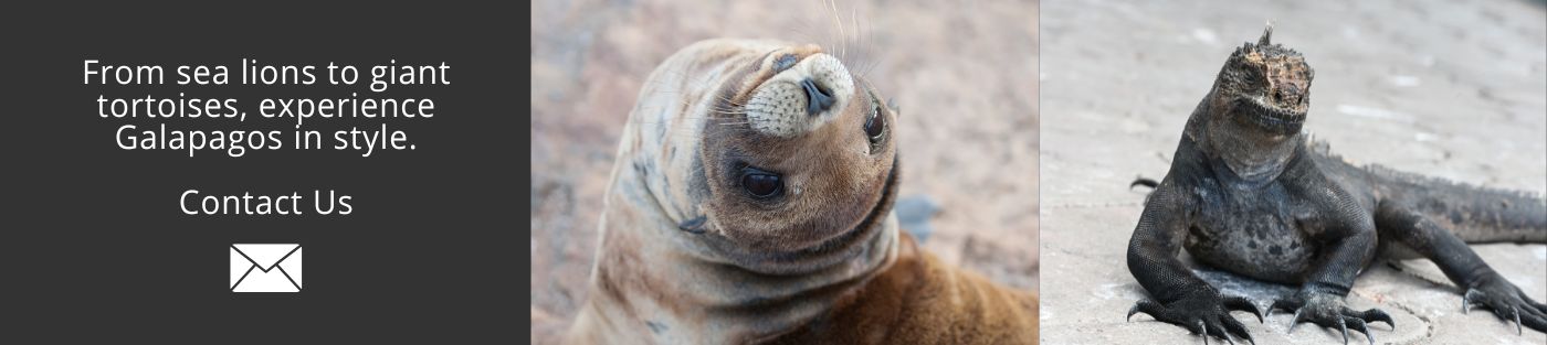 From sea lions to giant tortoises, experience Galapagos in style