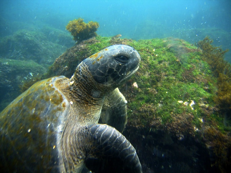 Hawksbill Turtle