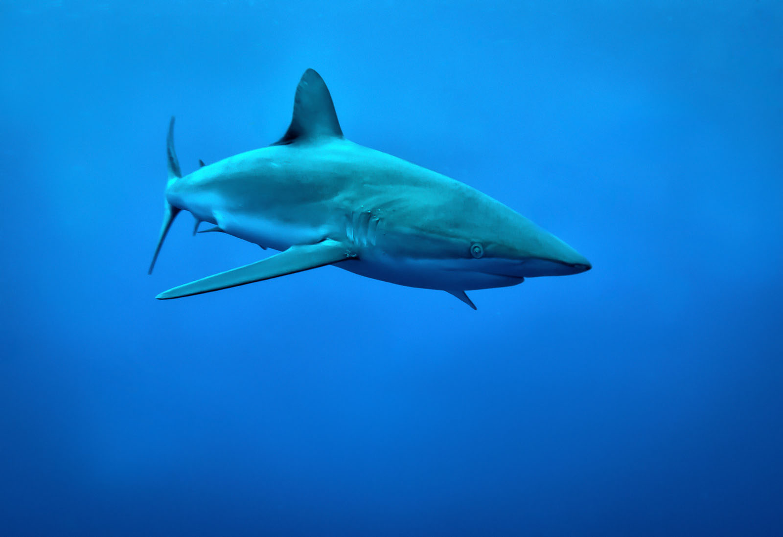 Tubarão das Galápagos