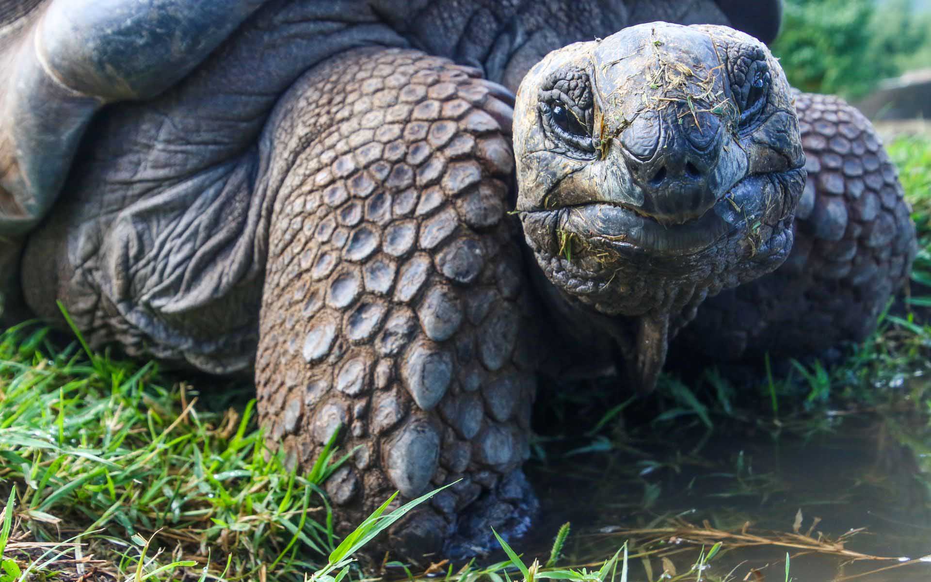 Galapagos Tortoise