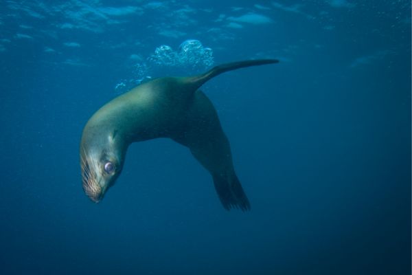 Galapagos Underwater