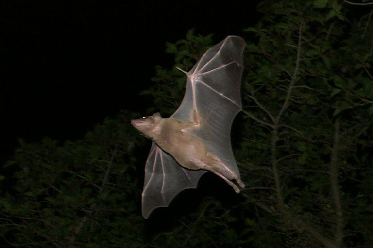 Galapagos bat