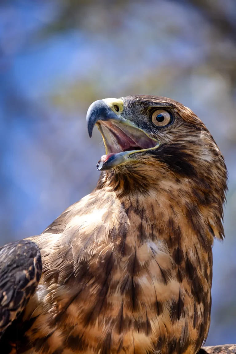 Galapagos hawk | Galapagos Islands | South America