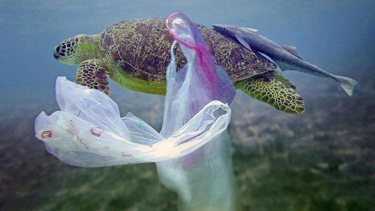 Galapagos sea turtle | Plastic pollution