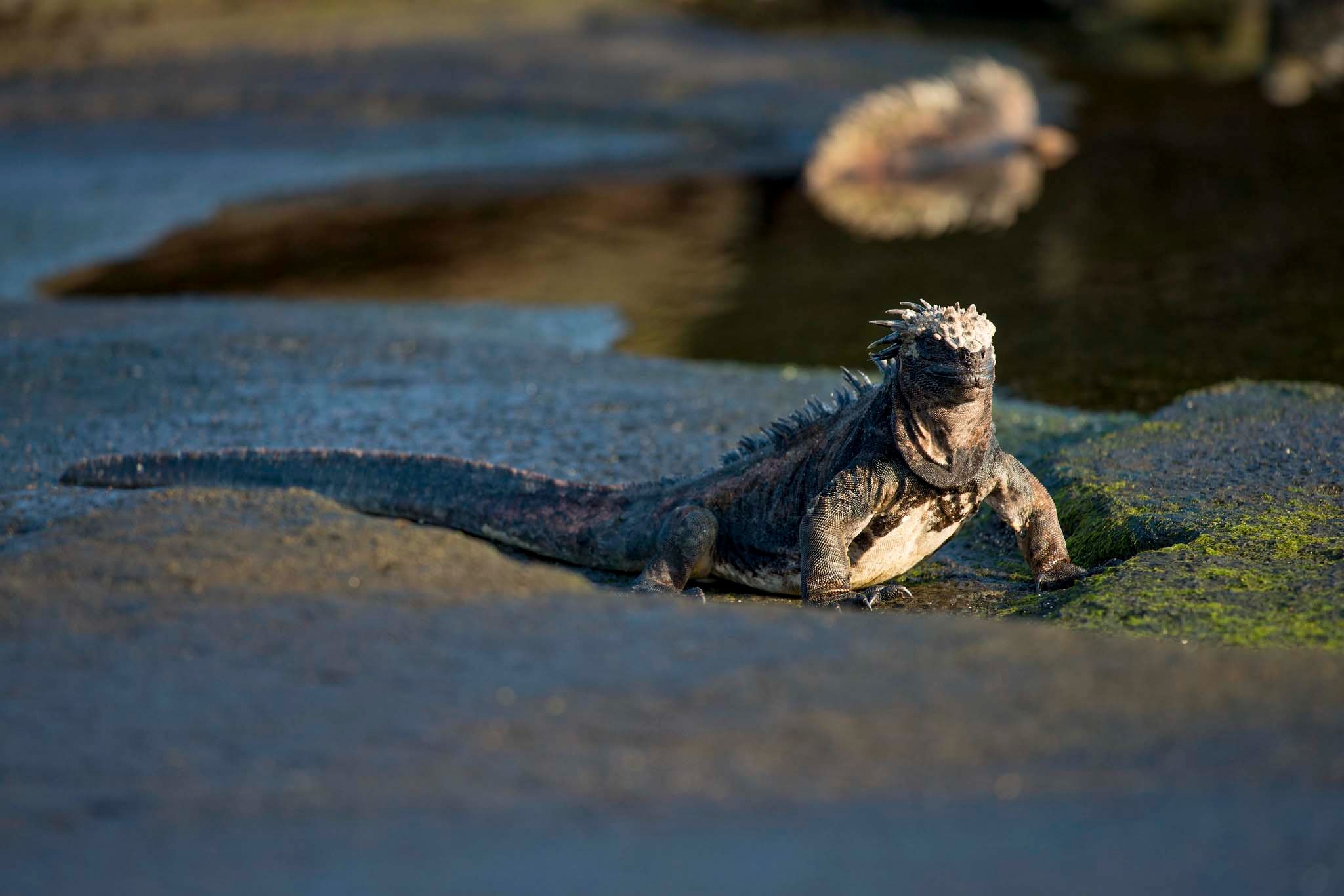 Iguana marinha | Ilhas Galápagos