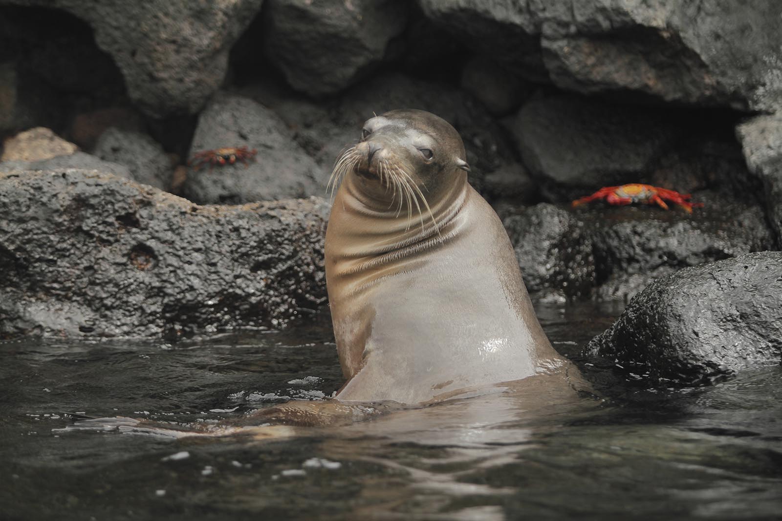 Leão-marinho e caranguejo das Galápagos