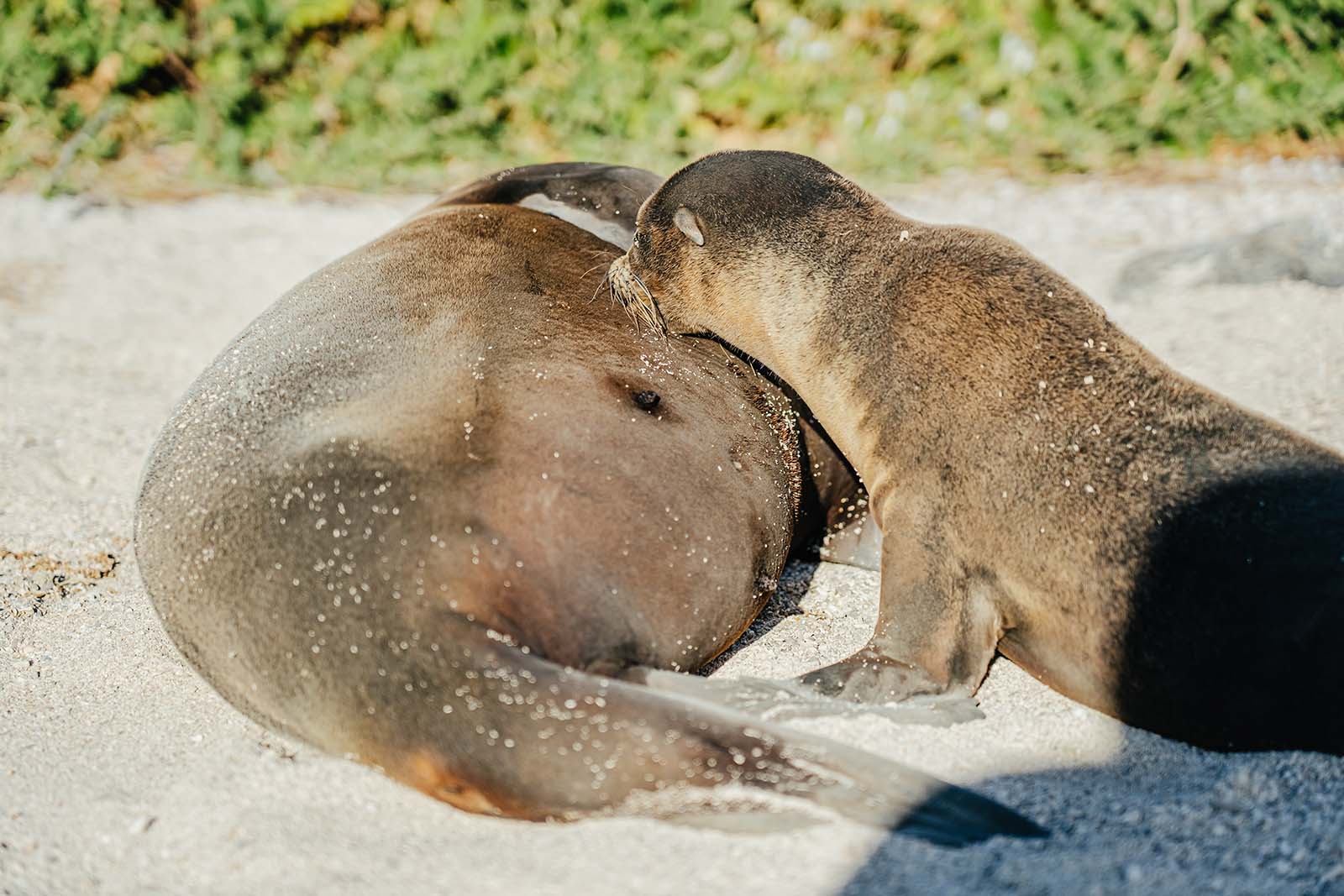 Mãe e cria de leão-marinho das Galápagos