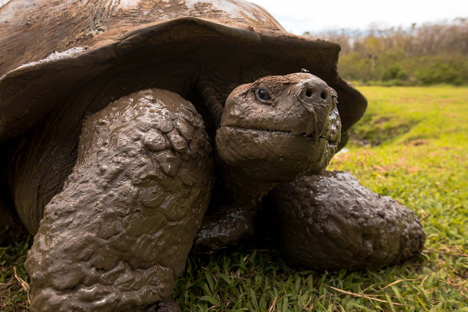 Tartaruga gigante | Ilha de Santa Cruz | Ilhas Galápagos