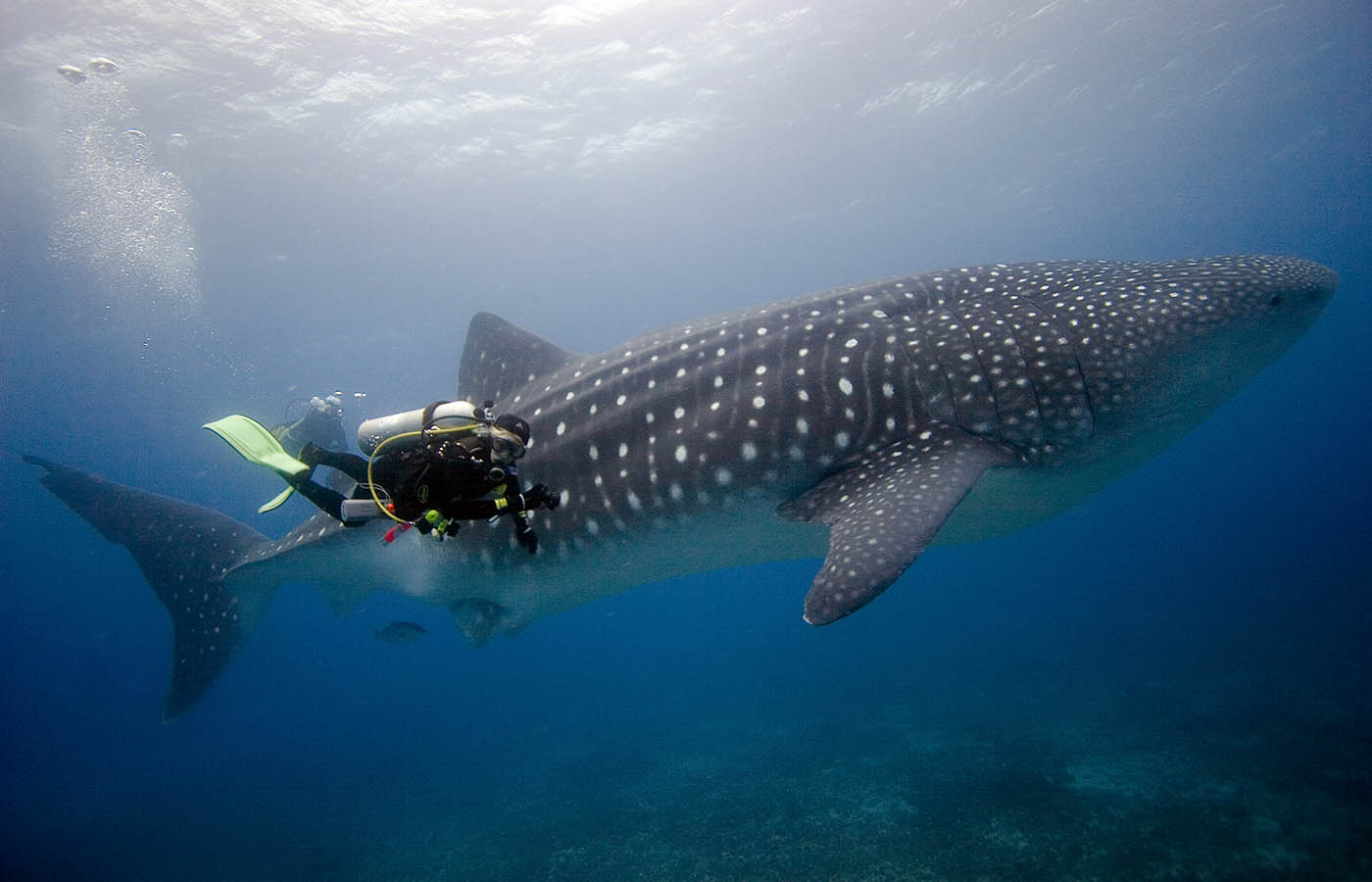 Diving | Galapagos