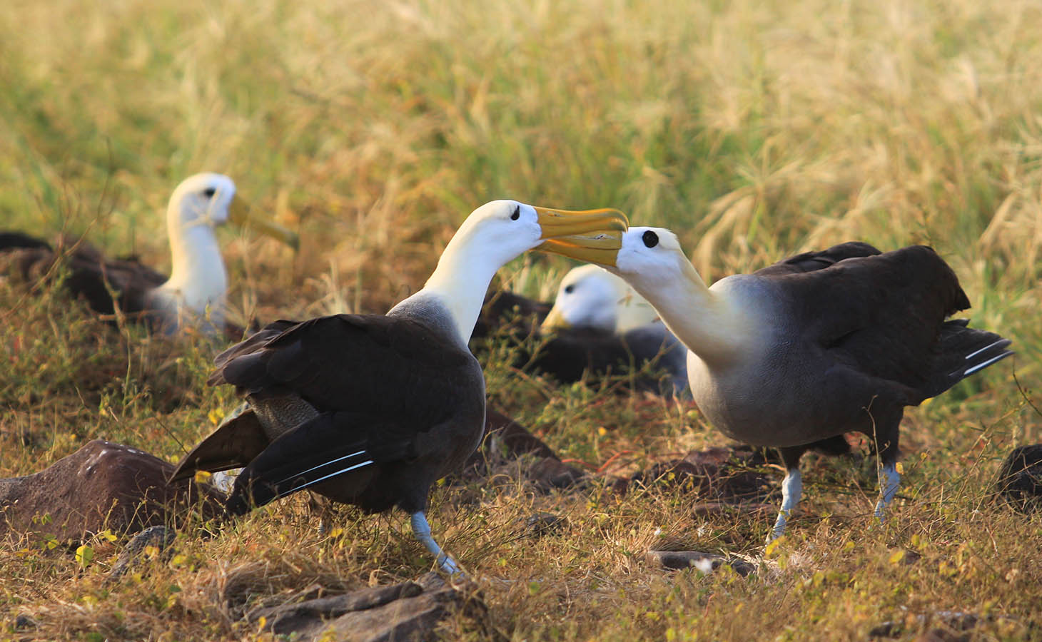 Galapagos albatross