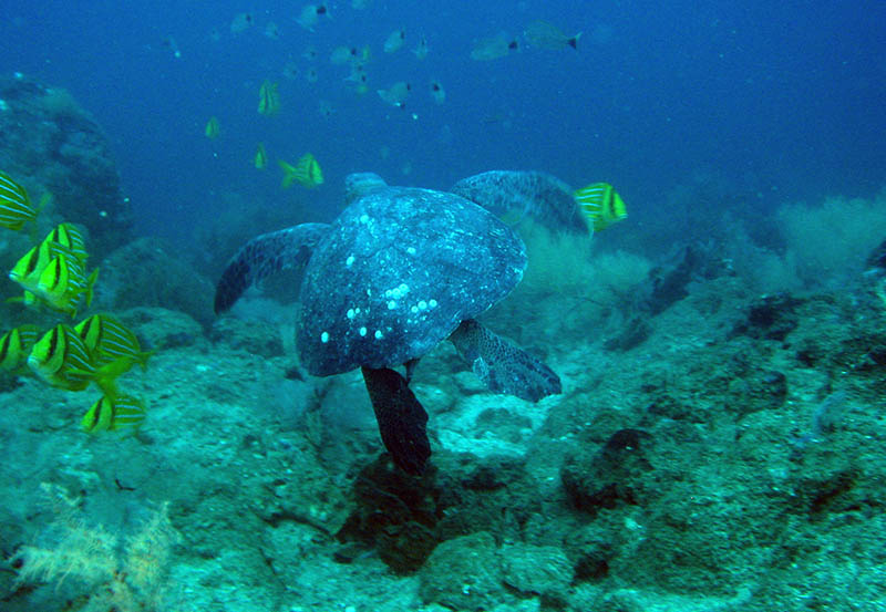 Snorkeling | Galapagos