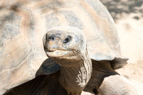 Giant Tortoise