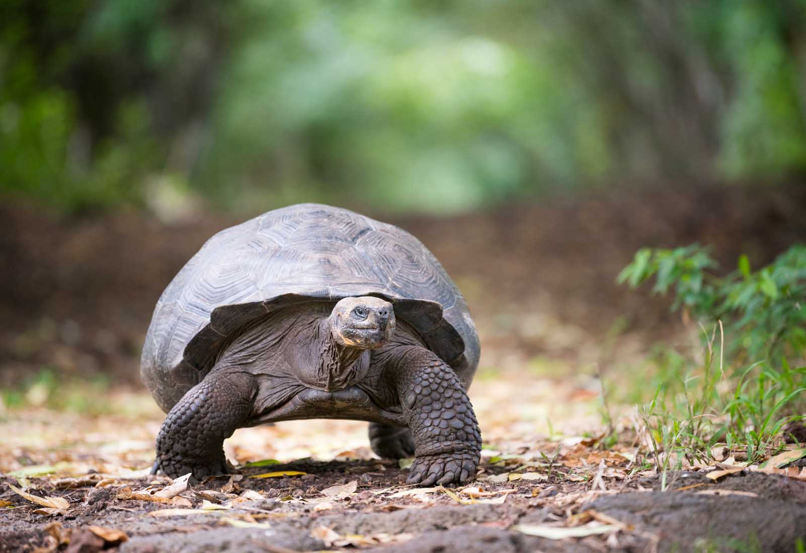Galapagos Tortoise | Galapagos Islands | Ecuador | South America