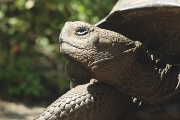 Giant tortoise stretching long neck in the sun - Galapagos Islands