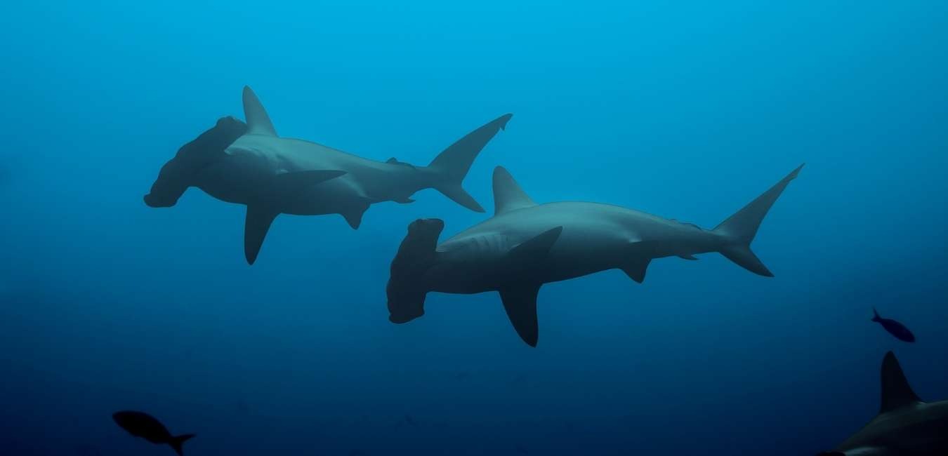 Galapagos hammerhead sharks