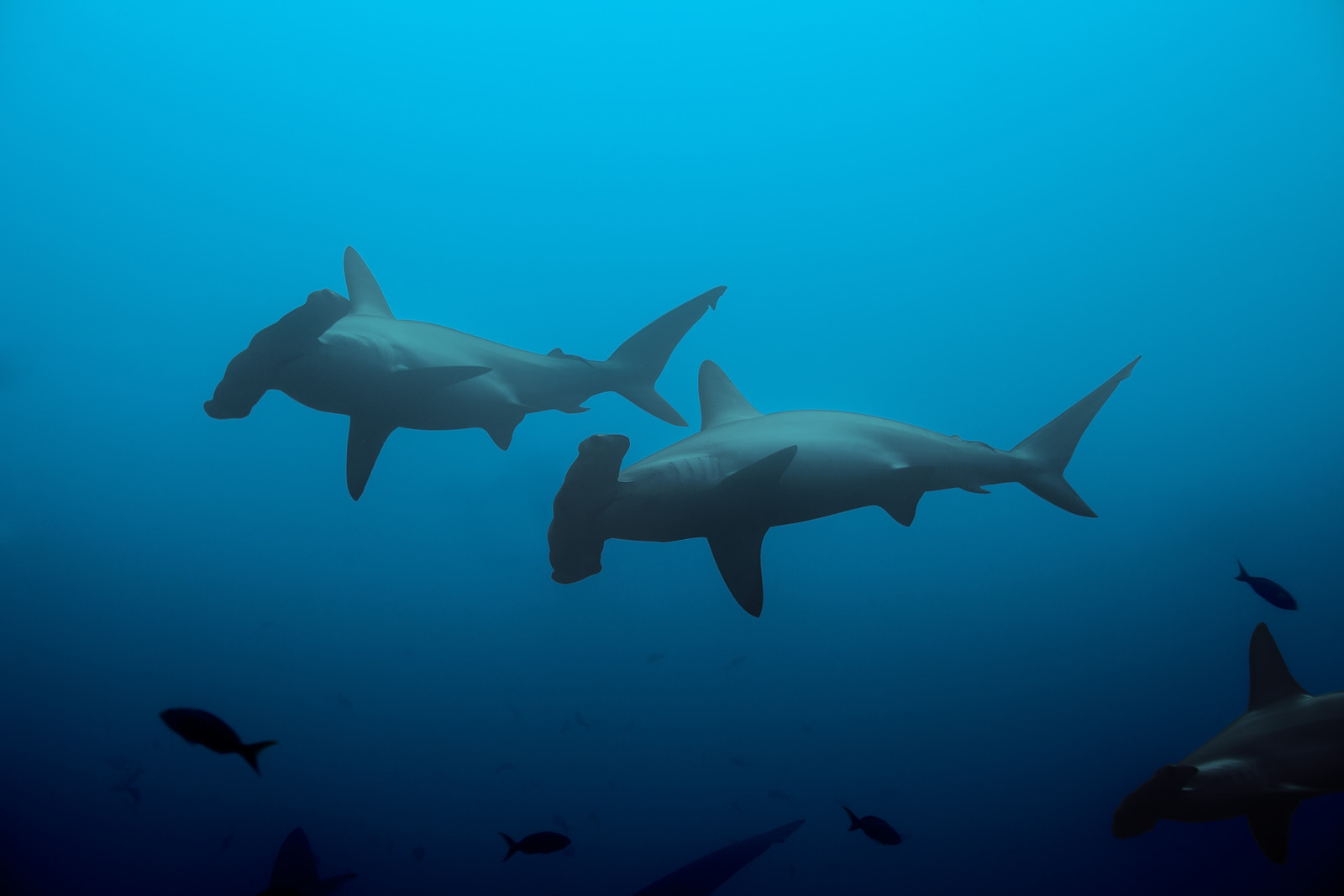 Hammerhead shark | Galapagos Islands