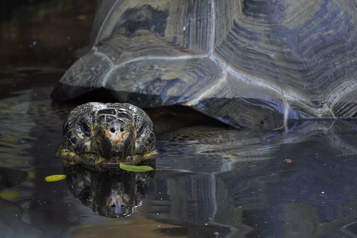 Hermes tortoise giant | Galapagos Islands