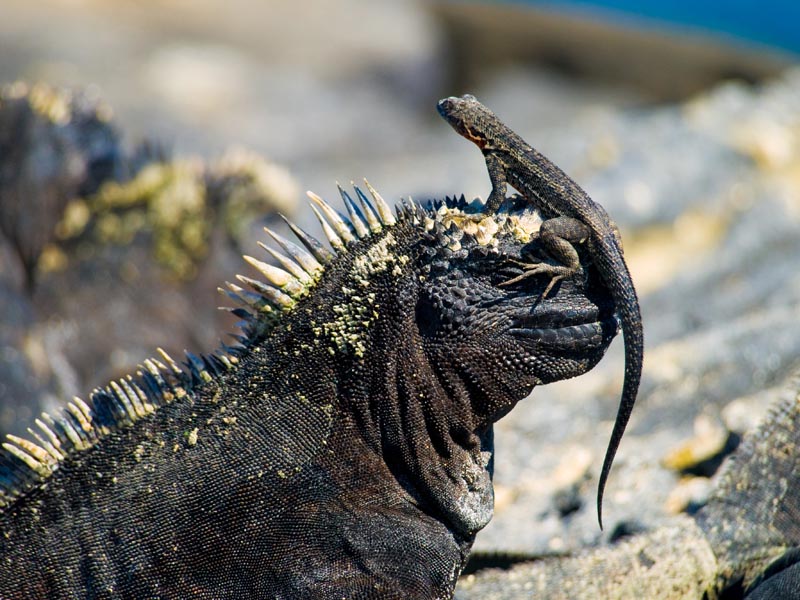 Iguana Marina Galápagos 