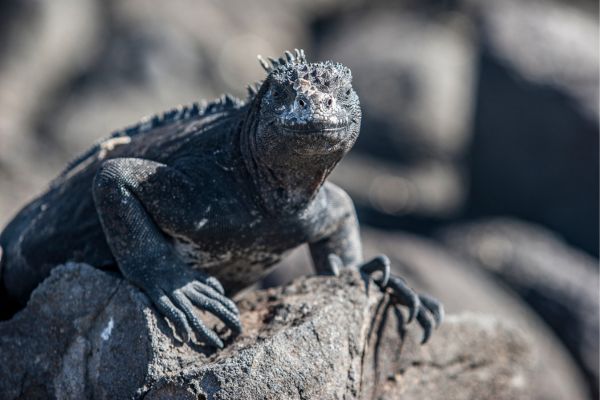 Iguanas Galapagos