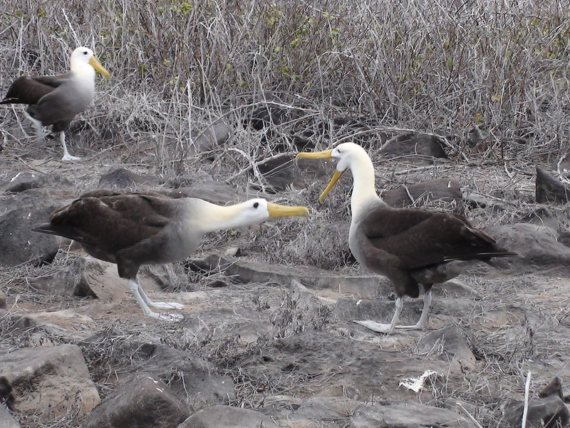 Galapagos albatross