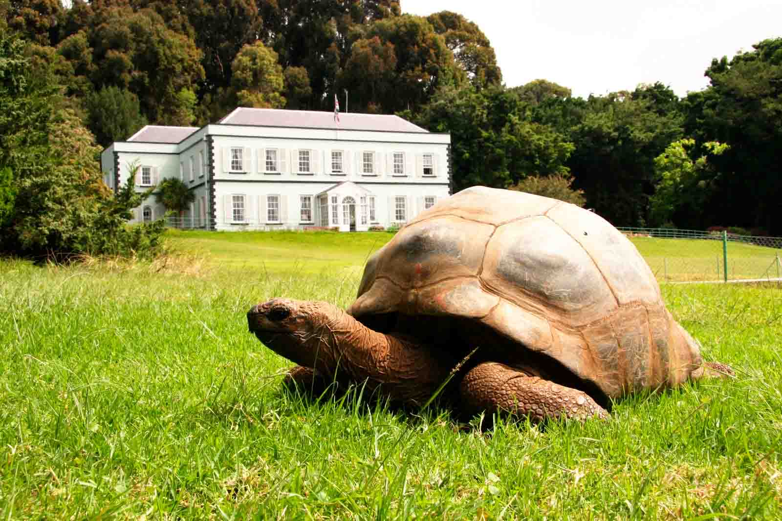 Jonathan at Plantation House | St Helena Island