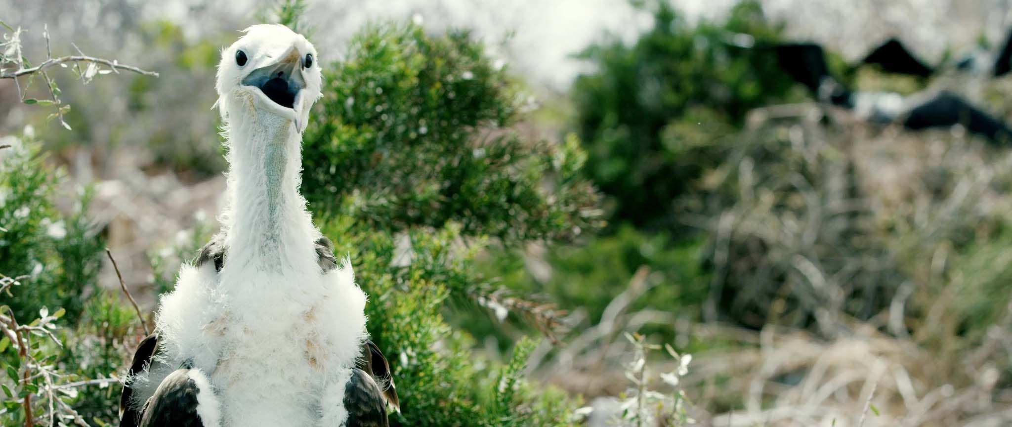 Fragata juvenil de Galápagos