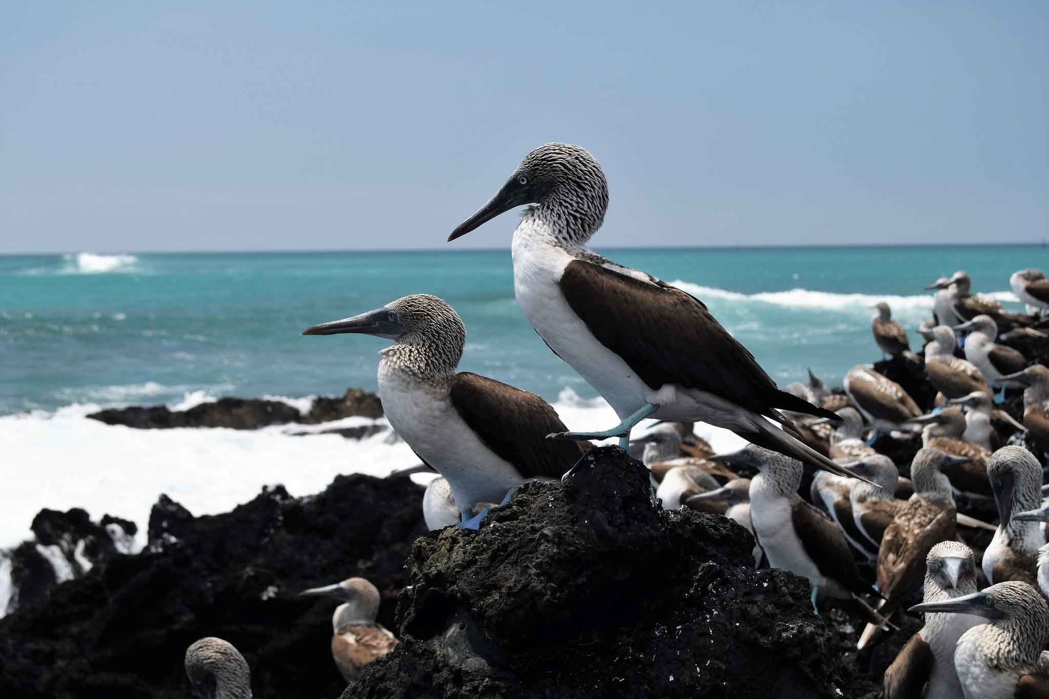 Blue footed boobies | Galapagos